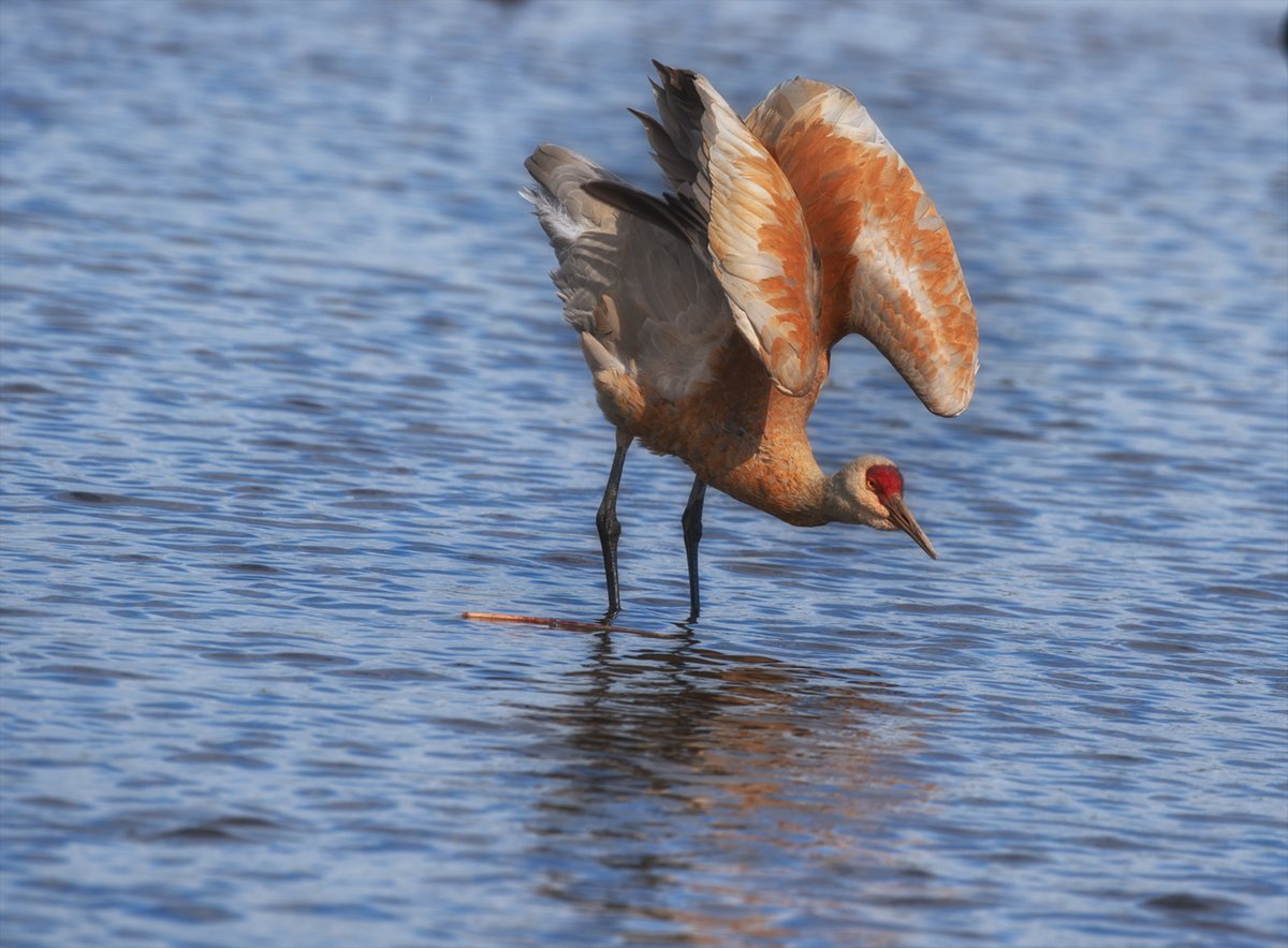 Hi Gang!  Today's challenge is for the #Birds!  Share your best captures of our feathery friends for fun!  Remember this is all about #photography! Enjoy your Saturday! #Swallows #Geese #SandhillCranes #SmallBirds📸🇨🇦