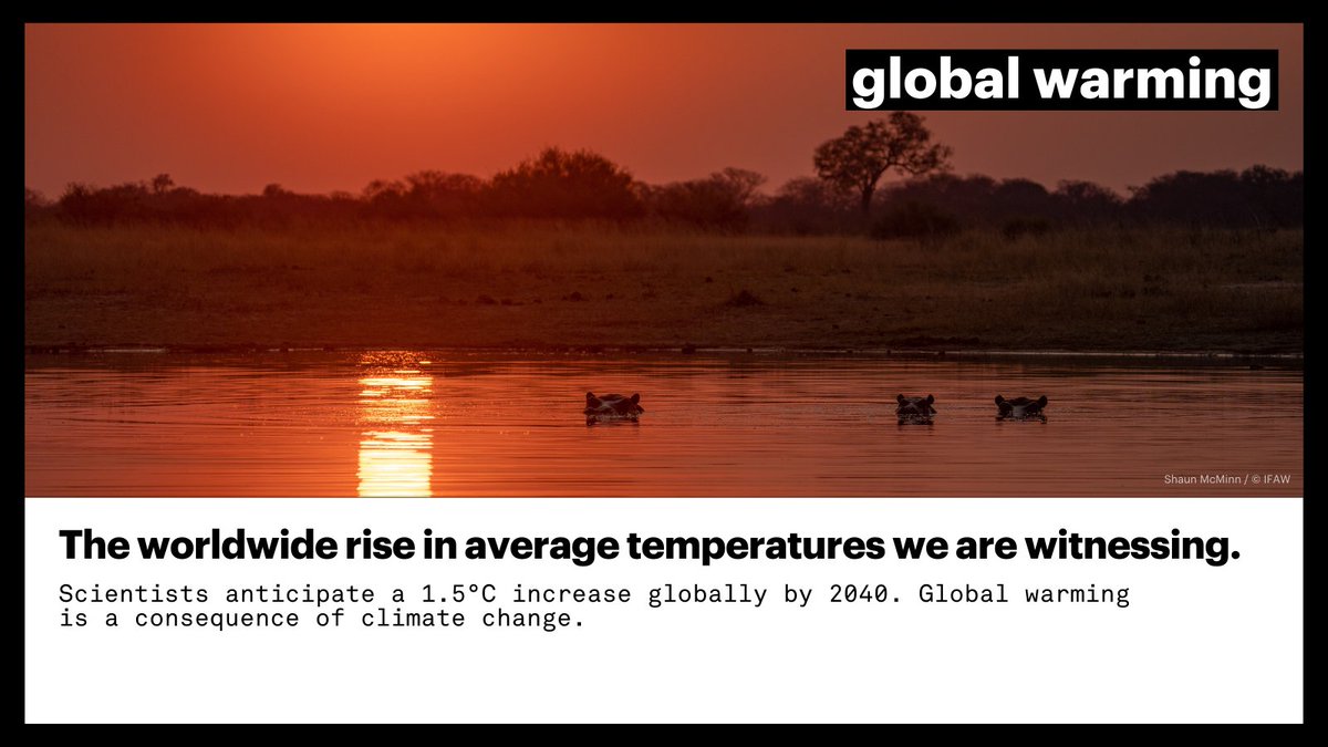 Words without clear meanings will never make an impact. Do you know the difference between climate change and global warming?

Understanding the complex issues our planet is facing is how we turn climate despair into climate action. Learn more: g.ifaw.org/3QkM1E0