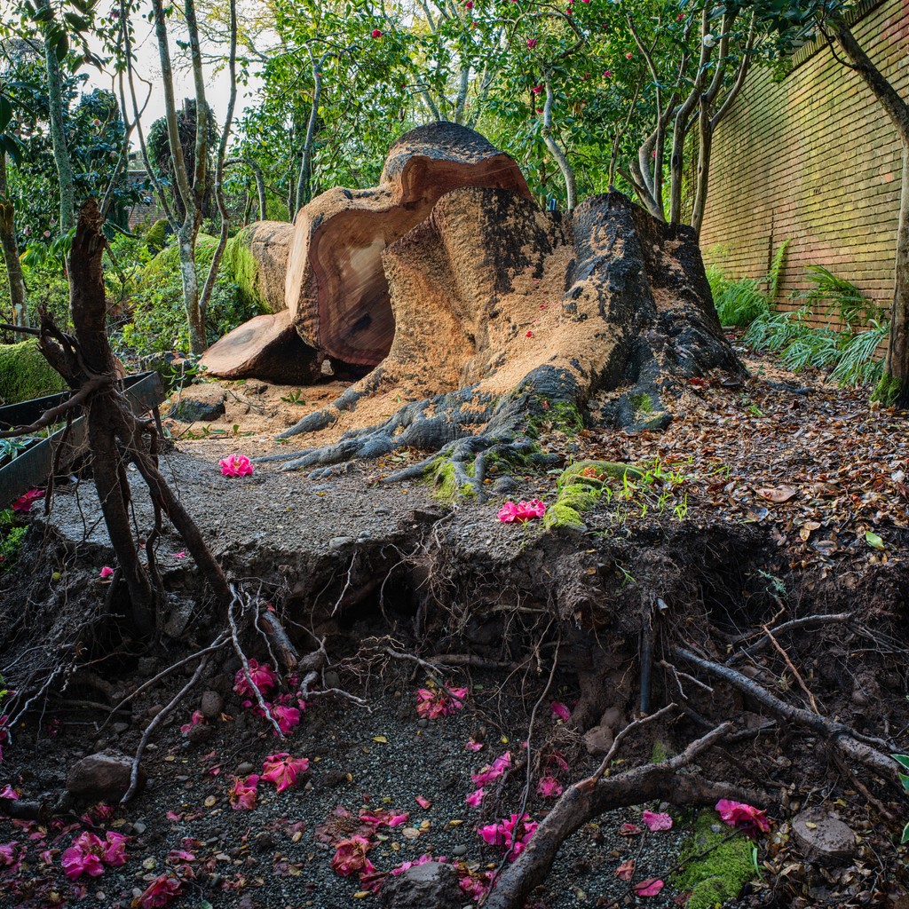 On the most recent podcast episode, Chief Operating Officer Alex Fernandez reflected on this fallen giant in the Garden. Listen to Alex's take on how the gardens of Filoli have changed over the years. Listen at filoli.org/podcast. 📸: Mike James (@imikej)