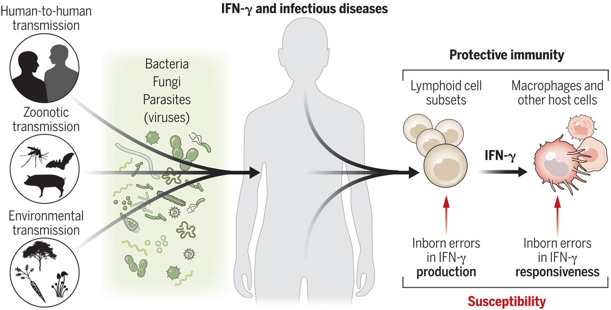 In response to infection, a small protein called IFN-γ is synthesized and released by several types of cells belonging to the #ImmuneSystem. A new #ScienceReview looks at lessons and prospects of IFN-γ and infectious diseases: scim.ag/6Qe