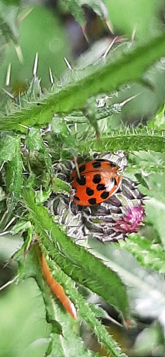 Veelstippig invasief Aziatisch #lieveheersbeestje gespot in #natuurtuin.