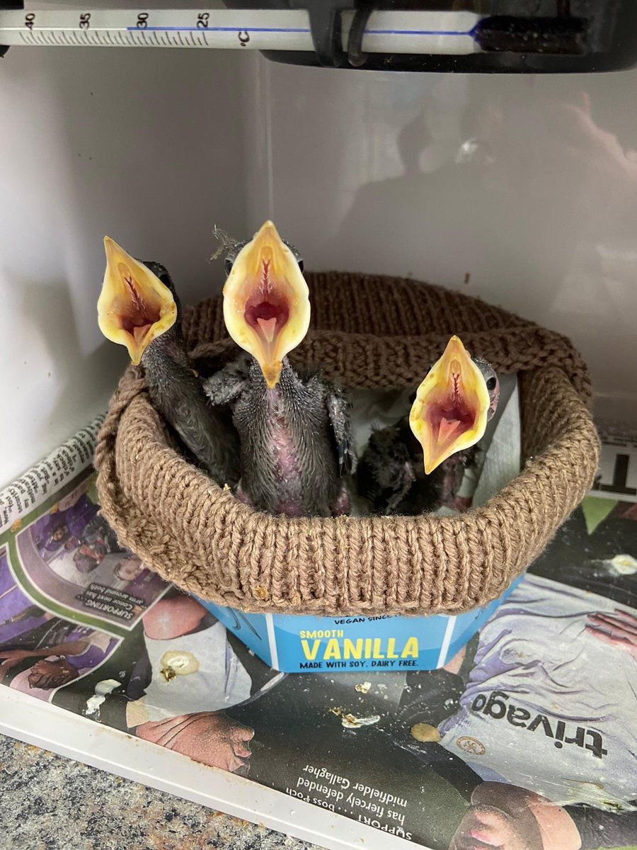 Happy Saturday everyone! Three happy starling mouths waiting for their meals. These came in after their nest was knocked down. Please remember that nesting season is very much in full swing, so please be careful when doing any gardening, hedge, tree or house maintenance.