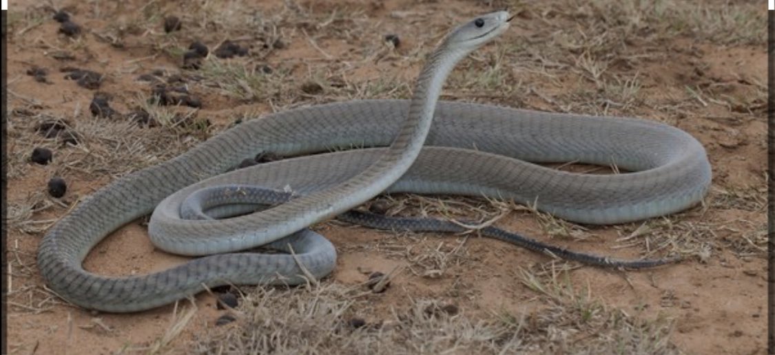 Science Fact 178

The mortality rate if bitten by a Black Mamba snake is pretty much 100% it is Africa's deadliest snake. it is thought that nearly 20,000 people die of snake bites each year, and the residents of Swaziland in southern Africa have suffered losses for generations