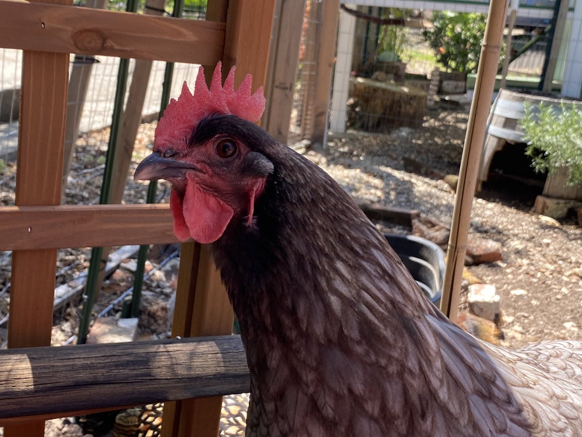 Yesterday I learned, unsurprisingly, that chickens like salami. Also that having lunch with the chickens is an absolute trip and a delight. #Sheila #Pterry #MarieAntoinette #HappyLittleDinosaurs #berkeleyadventures #BackyardChickens