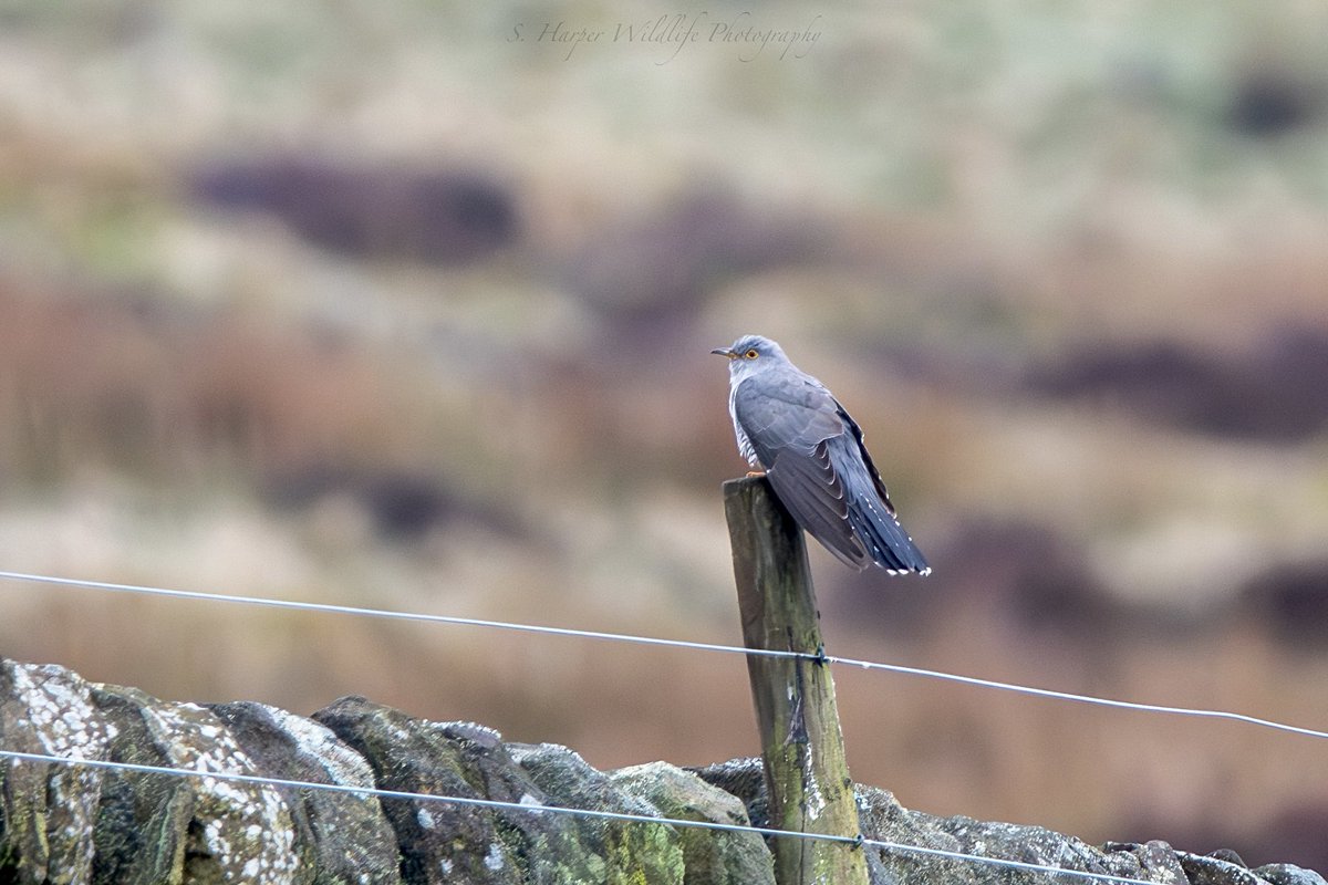 🎶CUCKOO-CUCKOO🎶 Finally saw a Cuckoo. 😜 Two summers of trying! #PeakDistrict @Derbyshirebirds @Natures_Voice #TwitterNaturePhotography #TwitterNatureCommunity #wildlifephotography #birding
