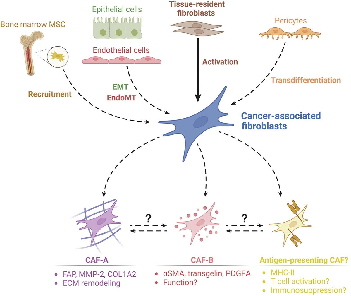 Review examines fibroblasts in orchestrating #colorectal tumorigenesis and progression. 🌟 Read the full article here: ow.ly/hoiv50RqZJc 🖋️ @researchumcg