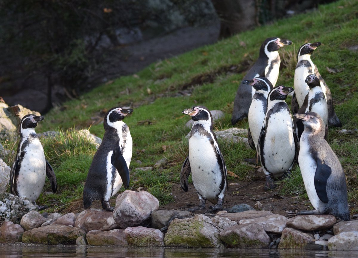 Looking for a fun day out this May Bank Holiday? Book a Family ticket online the day before your visit and receive 10% off admission! 📸: Matt Rimmer #SupportingConservation #WelshMountainZoo #NationalZooOfWales #Eryri360 #NorthWales #MayBankHoliday