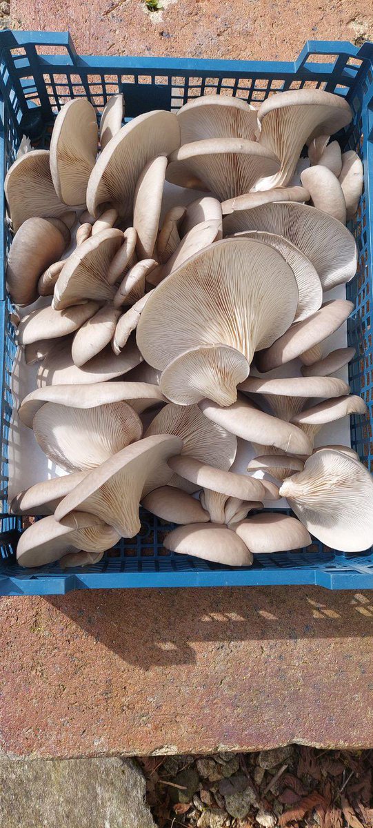Very excited to have Arran Mushrooms Limited now stocked in the vending machine.  So if you want some very delicious oyster mushrooms head along to the vending machine, open 7 days a week. #mushroom #mushrooms #oyster #mushrooms #oystermushrooms