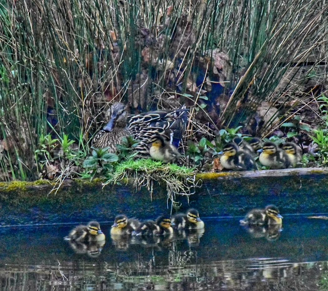 Twelve newborn ducklings are trying very hard to keep up with mum. The Heron watching them from the tree above, I do hope they survive. Poor mum has her work cut out, keeping these cuties alive. #wildlifeimages #NewBeginnings @royalparks @capturingbritain @rspb @itvlondon