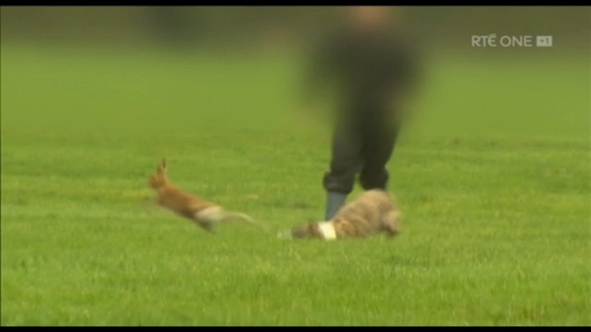 There should be no place in modern #Ireland for cruel hare coursing . Join us in demanding a ban. Sign the petition and contact Taoiseach @SimonHarrisTD today change.org/p/ban-blood-sp… #Ireland #AnimalCruelty #BanHareCoursing