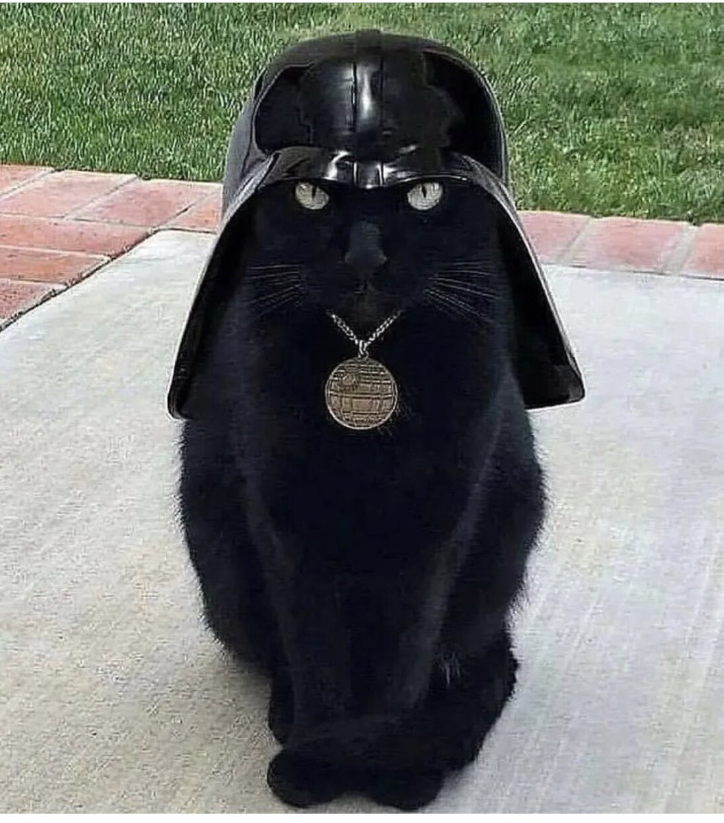 #May4thBeWithYou 
#Caterday