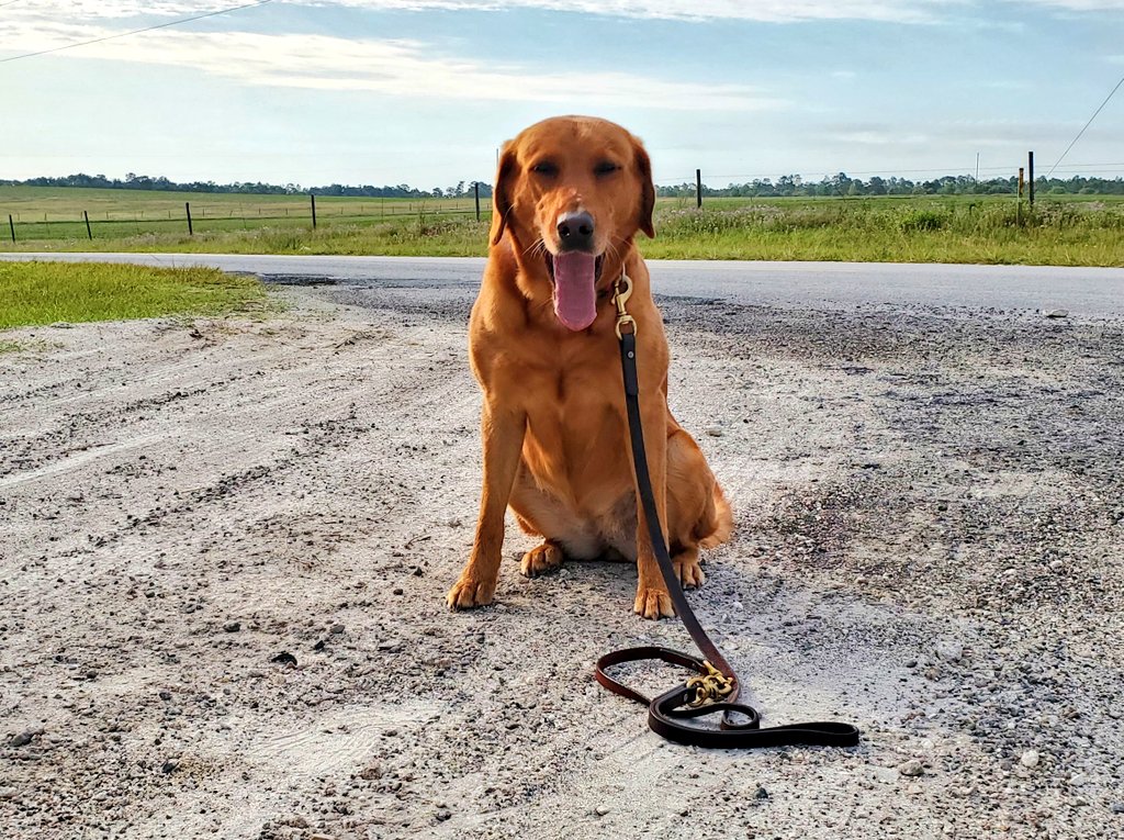 Did the old 2 mile w-a-l-k route this morning for the first time in a long time. Not something that Shadow or Blaze can do anymore so The Tahshmonster was solo
#dogs #K9 #LabradorRetriever 
#WagnTailsRanch