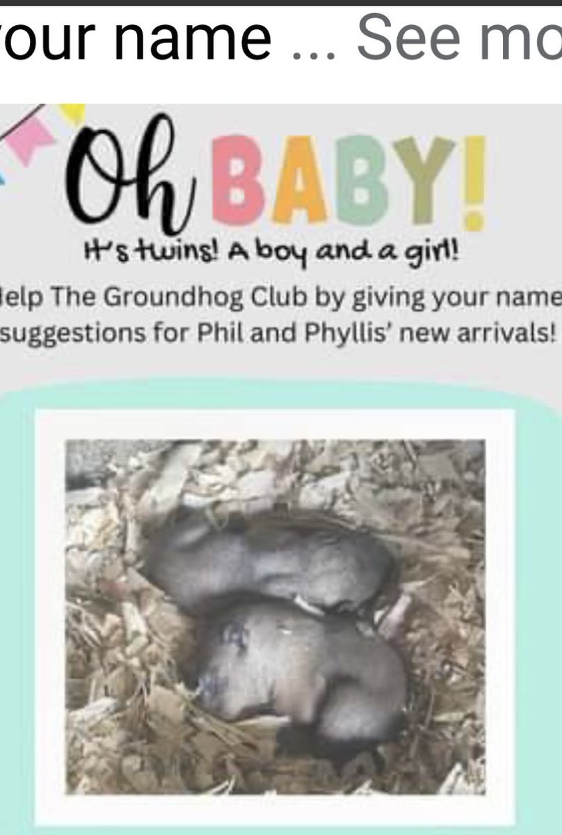 Punxsutawney Phil and Phyllis had babies!! Aren’t they the cutest?!! 🫶