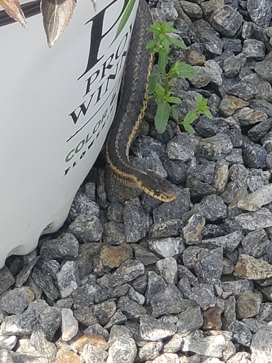 One of my favorite things about my job are my customers. They love me because I suggested something that made their life prettier. I have so much joy surrounding me. I genuinely feel really appreciated by all of them. 🌱💚 Also, the critters.. today was a snake. 🐍