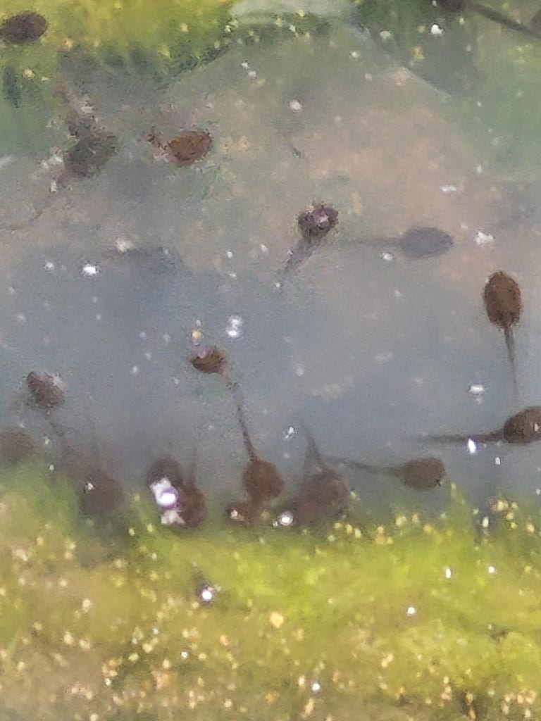 See all the tadpoles Let's hope there are lots of frogs