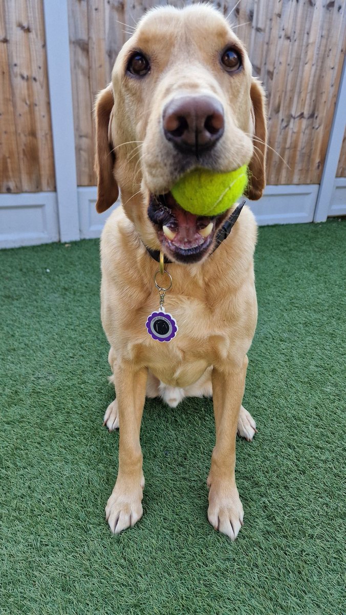 RPD Bailey modelling his new @MA_PurplePoppy Purple Poppy Dog Collar Charm. Thank you for making us a 2024 Beneficiary. Grab one now! 🐶🐾 …poppycampaignonlinestore.company.site