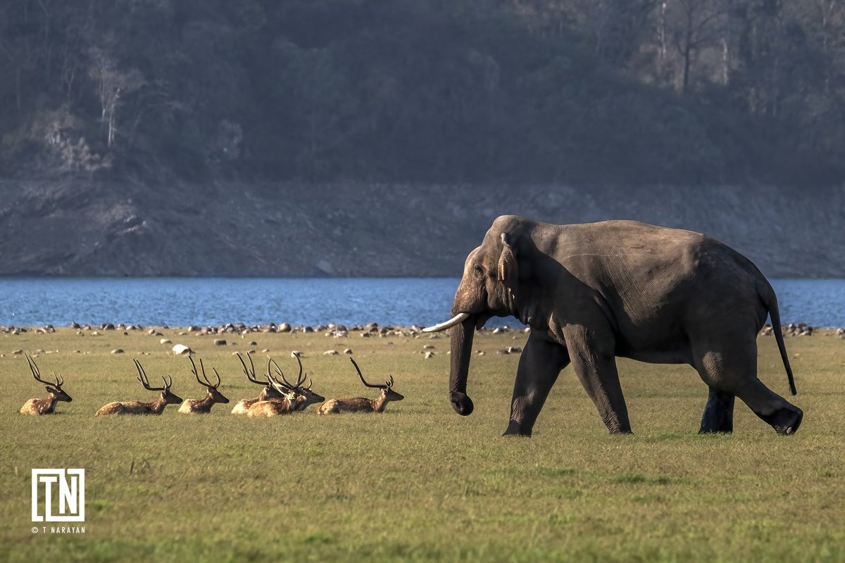 tnarayan288's tweet photo. A male tusker in musth roams the grasslands, Jim Corbett National Park, Uttarakhand India, April 2024. © T. NARAYAN
@Uttarakhandt 
@natgeowild 
@BBCEarth 
@tnarayanphotography https://t.co/c7wbdYOqPz