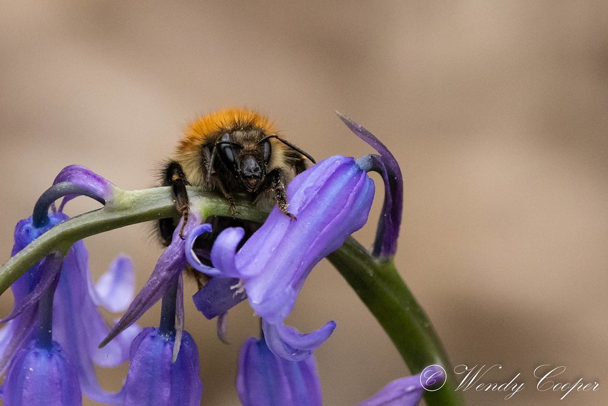 This week's #PicOfTheWeek was voted for by all the staff at Essex Wildlife Trust! 👏🏆 This bumblebee is clinging on to the bluebells and, we must admit, we don't want them to go either. 💜 📷 Wendy Cooper