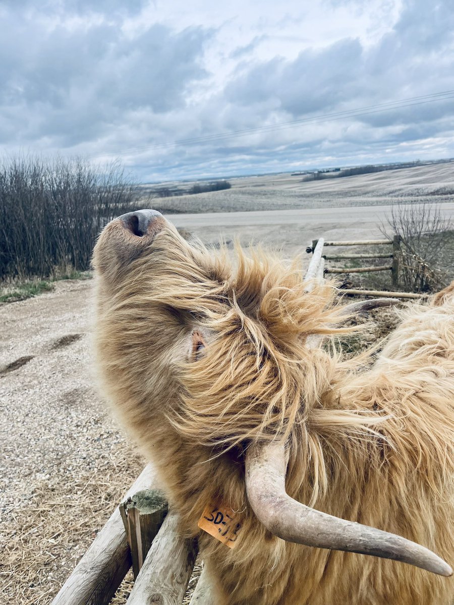 #maybetomorrowranch #alberta #albertacattle #scottishhighlandcattle #highlandcow #farmlife