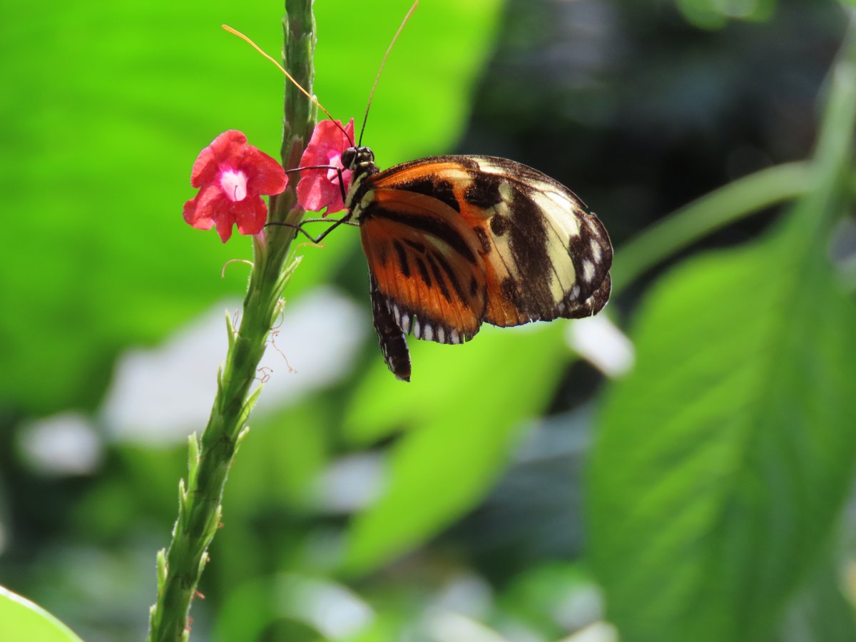 'The wonder of teaching is watching caterpillars become butterflies.' ~ #Unknown #thinkingoutloud #quickquotes #ThinkBIGSundayWithMarsha #SaturdayMotivation #Teaching #Caterpillars #Butterflies