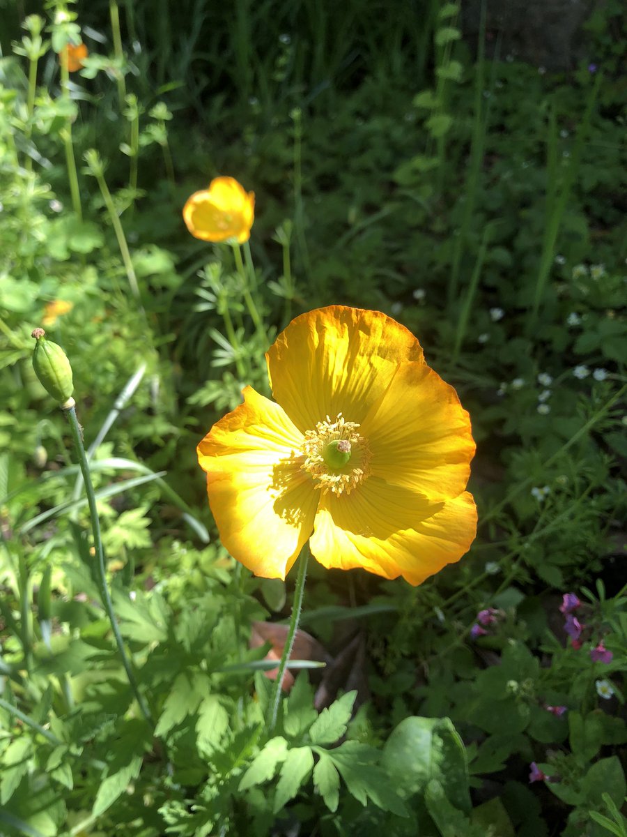 You can’t beat a Welsh poppy for sheer cheerfulness 🌞 #Spring