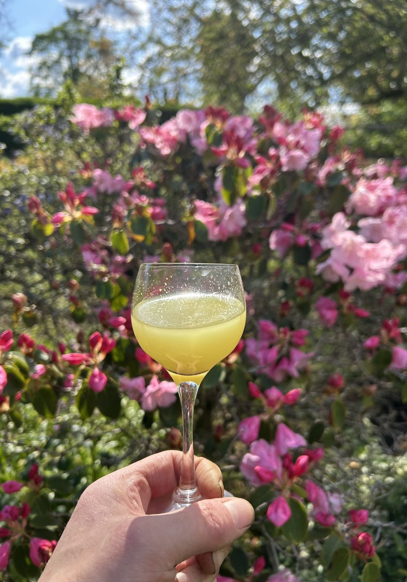 The garlic & shallots are thriving, warmer & longer evenings, blue skies and some vibrant colours in the garden. Time for a glass of ice cold limoncello 🇮🇹🍋🍸