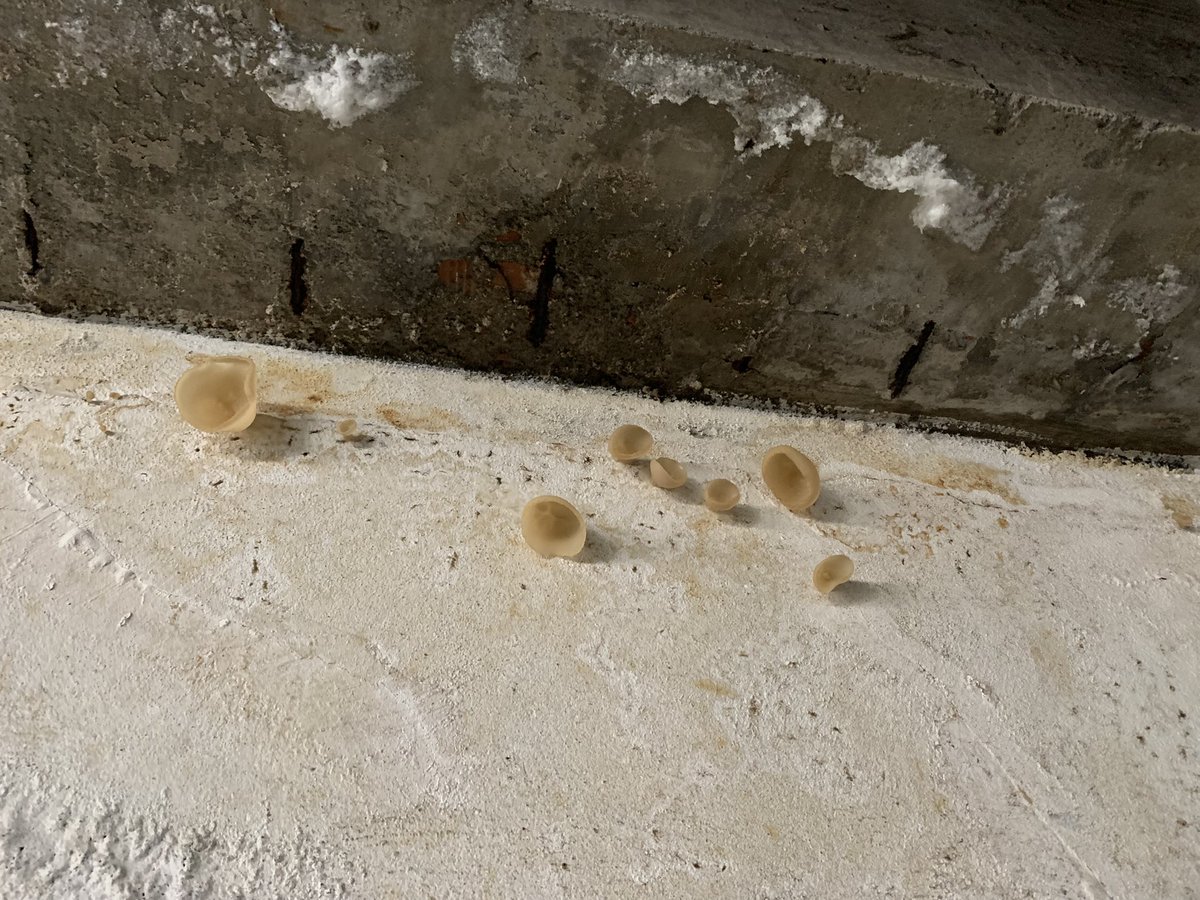 delezna's tweet image. Jardín vertical.