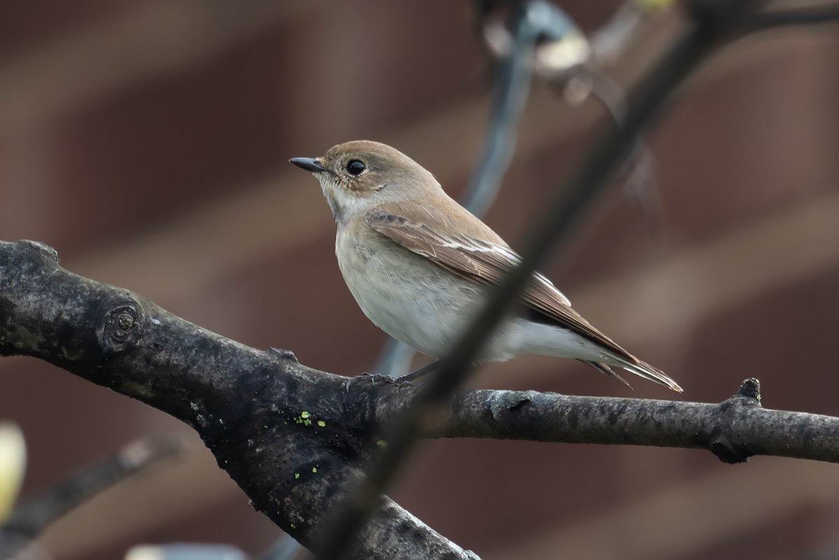 Female Pied Flycatcher on Hartlepool Headland this morning