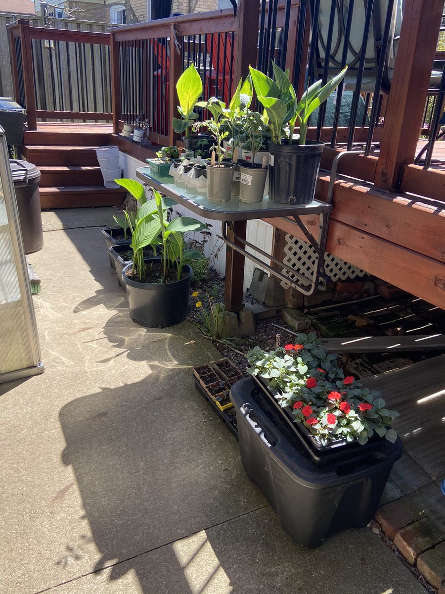 Let the hardening off begin!