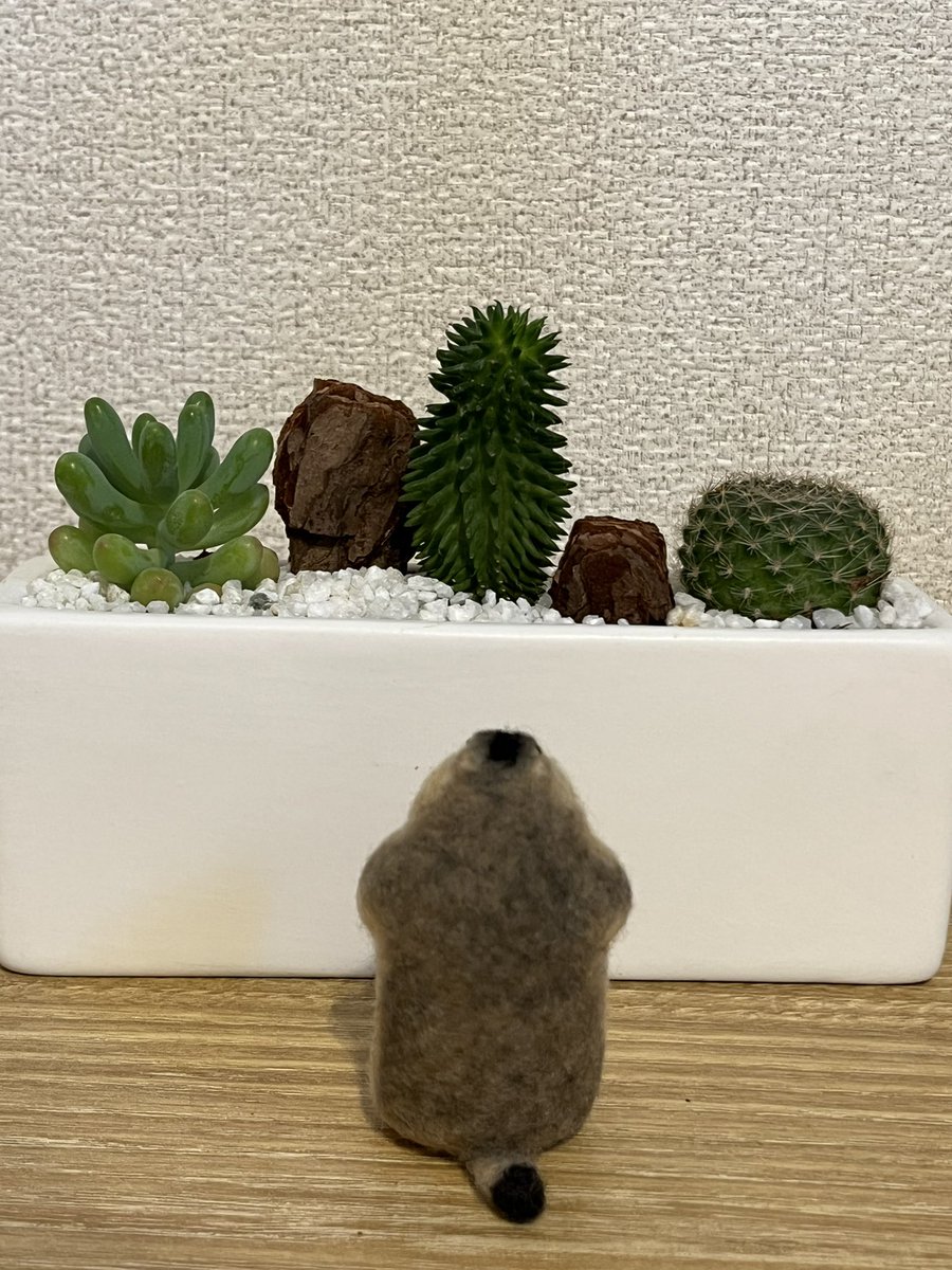 香港の作家さんが作ったヒマラヤマーモットの羊毛フェルトアート購入