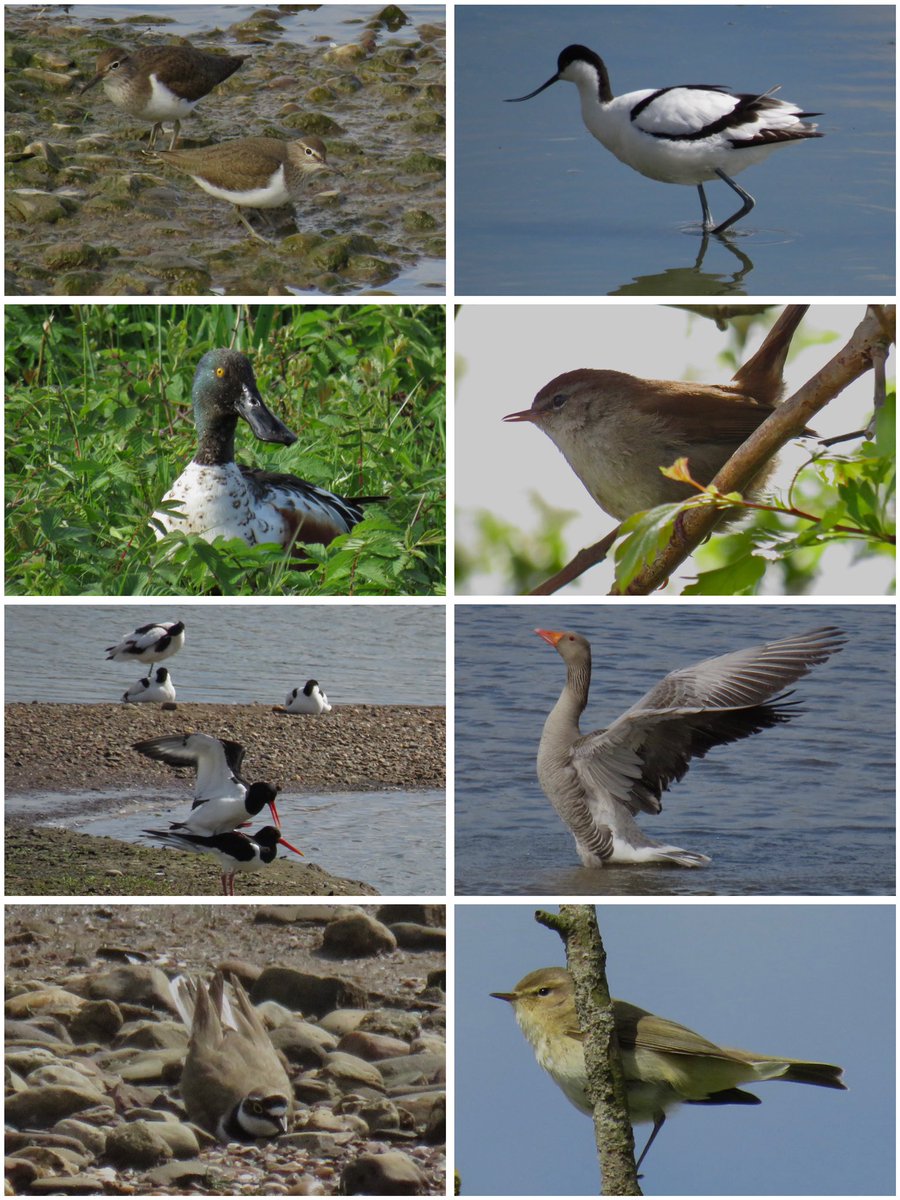 My #westmidsalldayer lone contribution finished at 71 at #uptonwarren’s Moors & Flashes with highlights such as Oyk, C Sand, Shoveler, C Tern, 6 Warblers, Water Rail, Bullfinch, Avocet, RP, LRP @WorcsWT @Natures_Voice @RSPBEngland @WestMidBirdClub @upstarts1979 @_BTO @waderquest