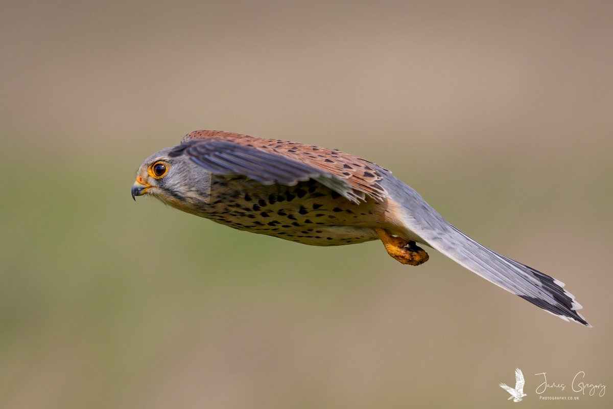 A male Kestrel hovering over a field in North Yorkshire Uk

#SonyAlpha #BirdsSeenIn2024 #thebritishwildlife #TwitterNatureCommunity #wildlifephotography #naturephotography @Natures_Voice