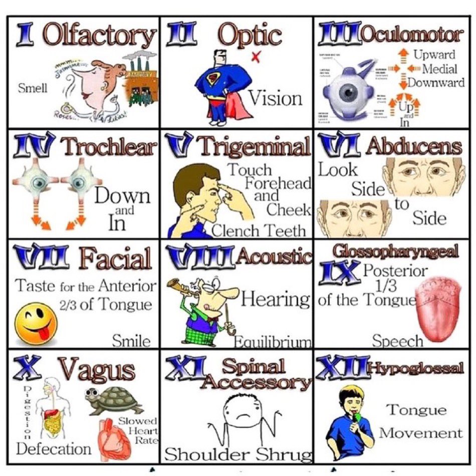 Cranial nerves exam (source unknown) #MedEd