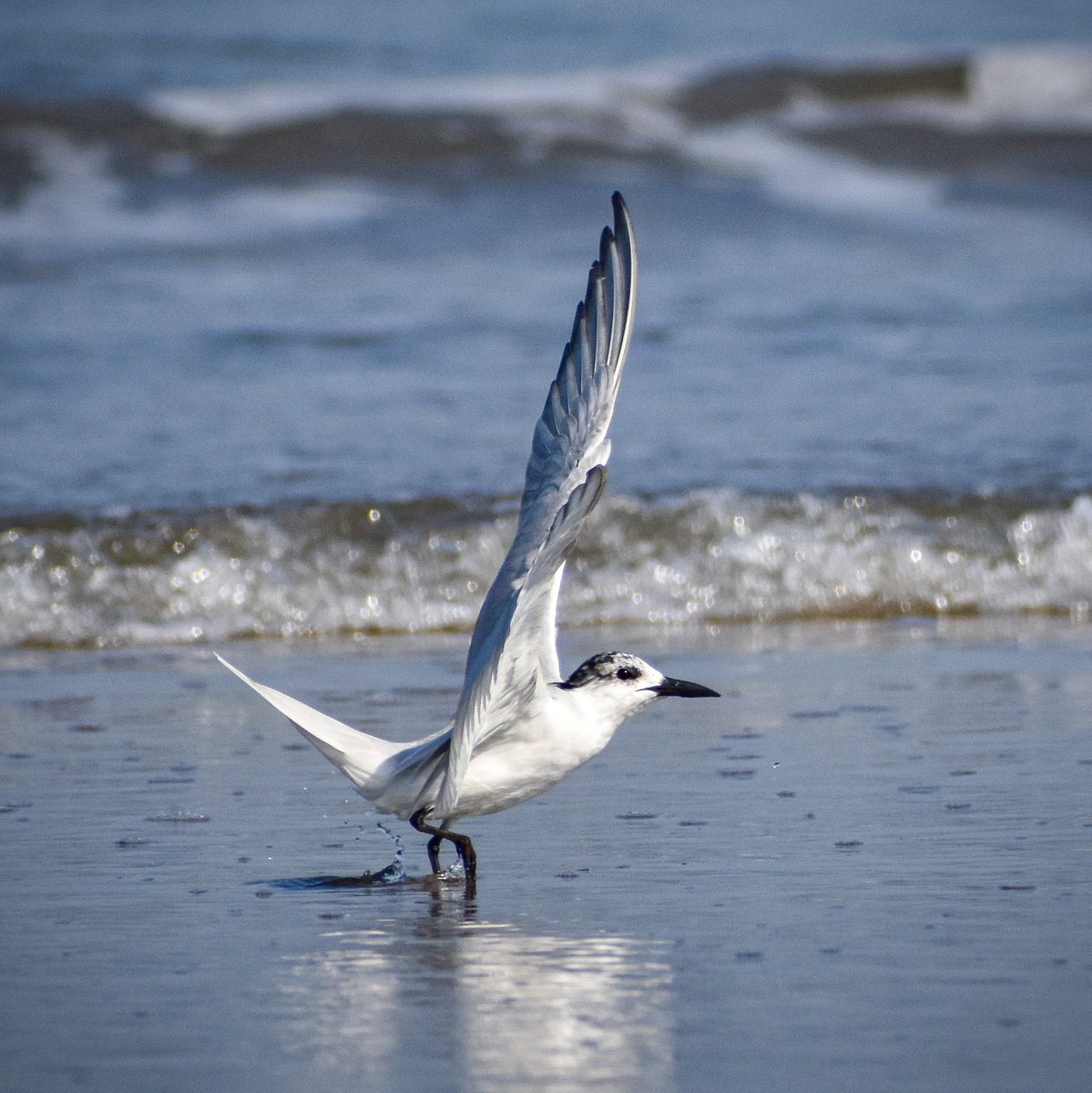 Sandwich tern, Goa
#IndiAves #Birding #ThephotoHour #NaturePhotography