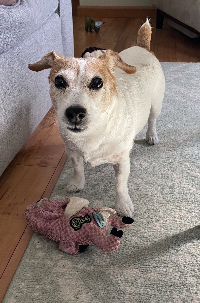 Good morning frens! Me and Stinkypig are feeling fine and ready to roll! I’m feeling da force dis morning! 💫 Hope you all have a fun day! 💖🐾 #May4thBeWithYou #SaturdayMood #dogsofX #jackrusselllife