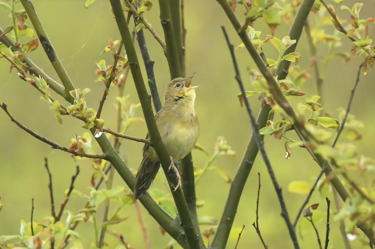 local warblers in fine voice this morning