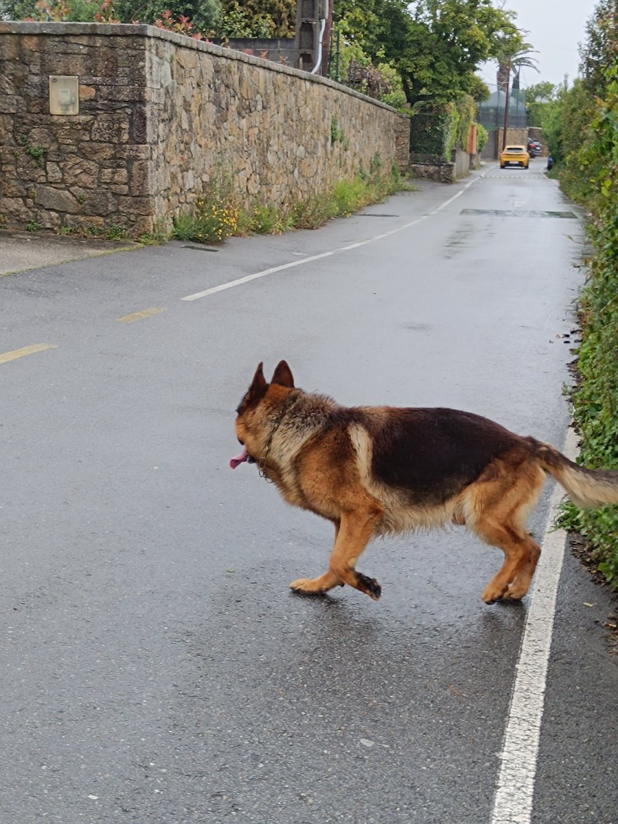 Este perro parece que estaba perdido en la zona de la guardería golfiño en eirís en Coruña