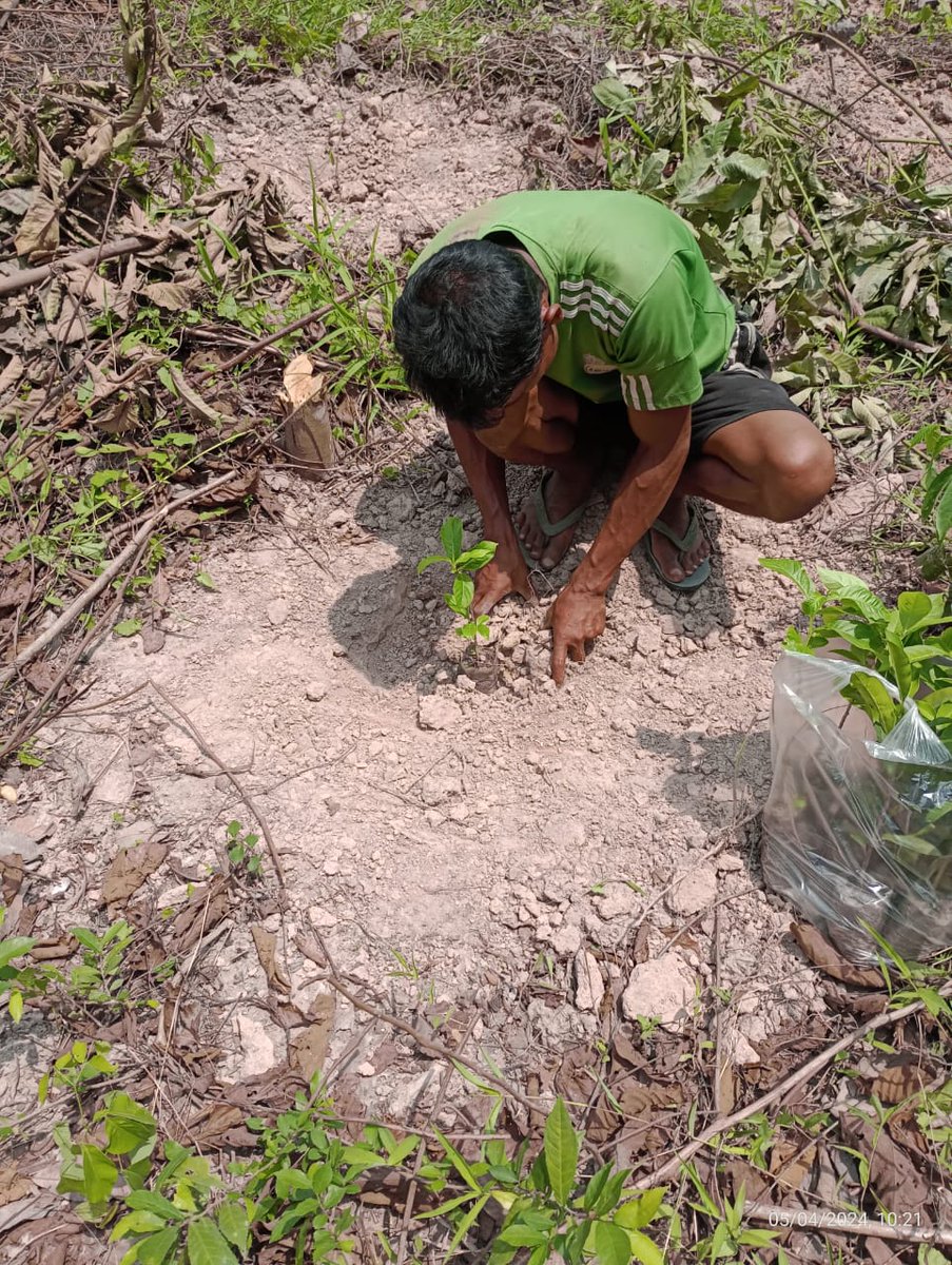 Lead by mahila president smti. Puholi Sema under guidance of mandal president, A tree 🌳🌳 plantation was held as per the directives frm our hon'ble State BJP president Ino.<a href="/YepthomiBen/">Benjamin Yepthomi</a>. 
<a href="/BJP4India/">BJP</a> <a href="/BJP4Nagaland/">BJP Nagaland</a> <a href="/jacob_zhimomi/">Jacob Zhimomi</a> <a href="/AlongImna/">Temjen Imna Along</a> <a href="/YanthungoPatton/">Yanthungo Patton</a> <a href="/narendramodi/">Narendra Modi</a> <a href="/tovihoto/">H Tovihoto Ayemi</a>