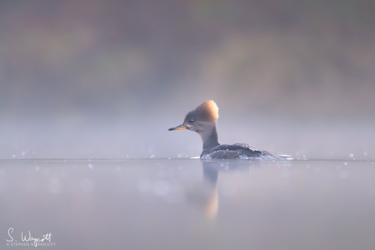 Ms. Hooded Merganser showing off her fancy hairdo in the misty morning light.

Hanwell, #NewBrunswick, Canada
April 2024

#duck #HOME #nature #wildlife #photography #naturephotography #wildlifephotography #Nikon #Z9 #Nikkor180600