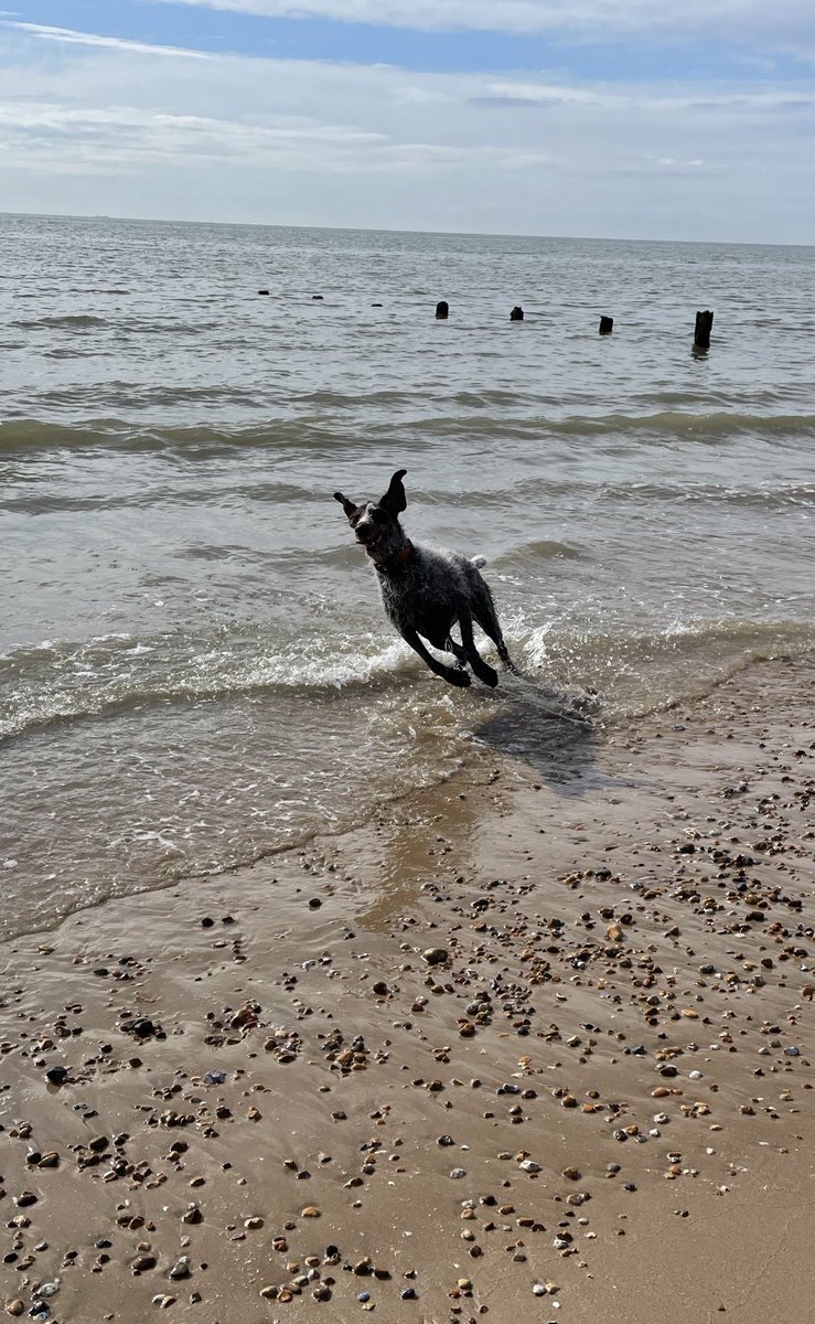 If you know the film……. Man, this baby corners like it’s on rails #prettywoman #beachdog #vitaminsea #bestlife #seastheday #happy #love #bankholiday #weekend #ears #fun #dog #dogsofinstagram #dogsoftwitter