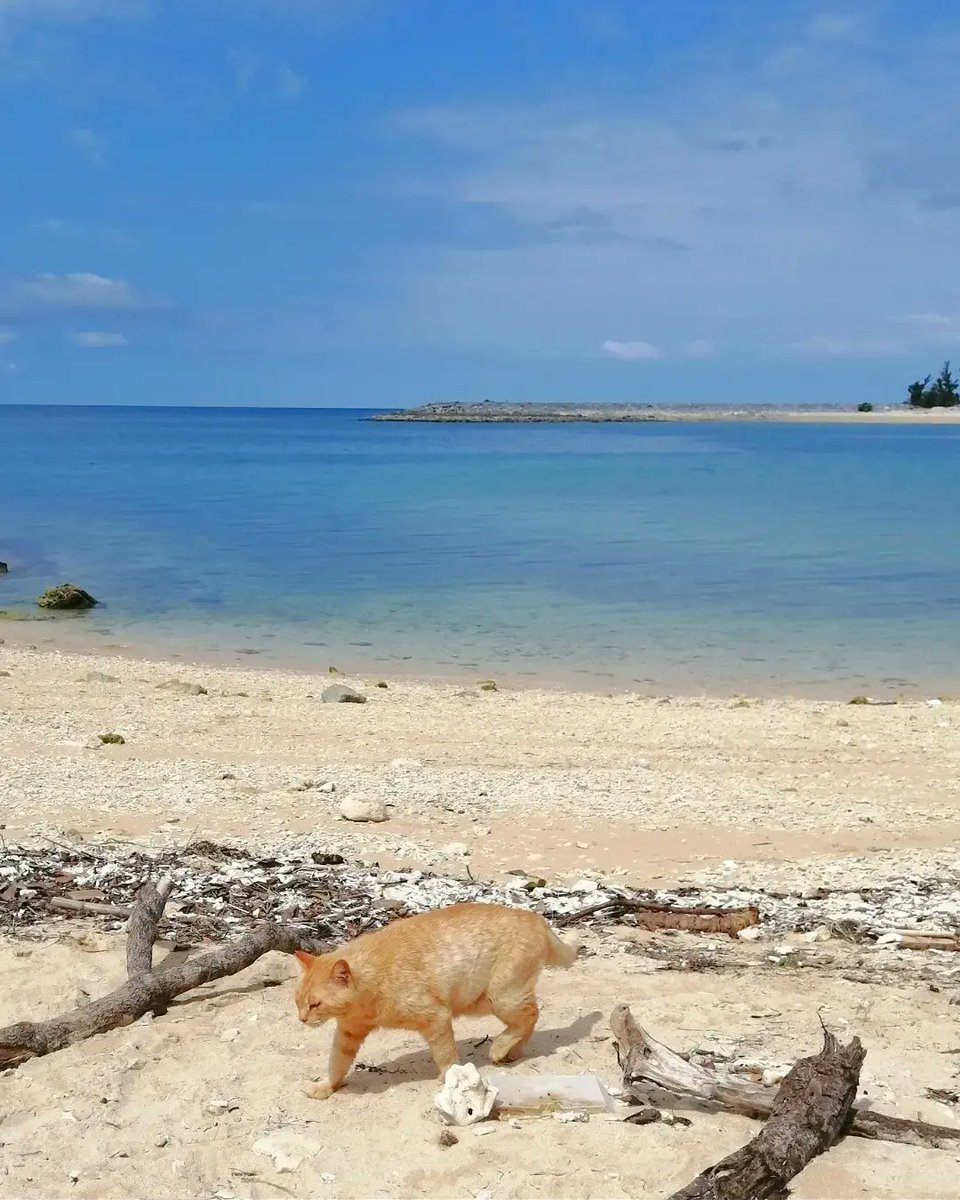 本日の琉球王国のぬこｻﾏｰ🌴🐅🌴 砂浜まで付き合ってくれるチャチャ💘 Buona vacanza🏖️ #沖縄 #okinawa #beachlife #地域猫活動 #cat