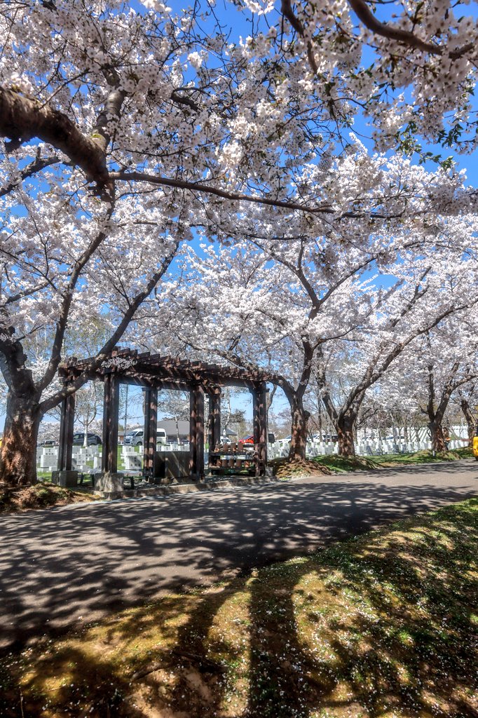 桜の下の水汲み場🌸

 #北海道  #桜  #お花見  #写真好きな人と繋がりたい  #カメラ好きな人と繋がりたい  #お写んぽ