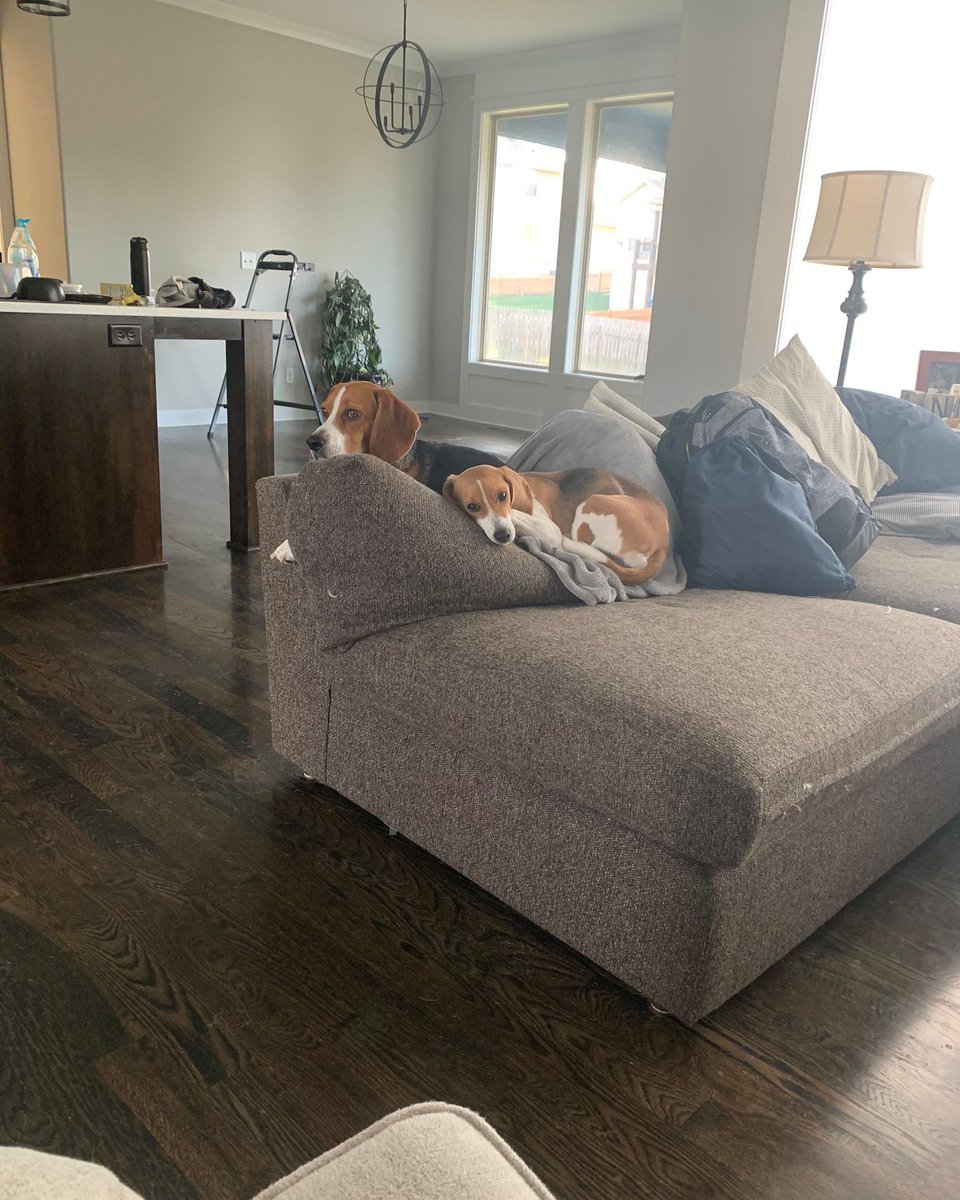 Long term #beagle caregivers are all familiar with the hound-shaped dent that is a permanent part of the back of the sofa. #beaglefacts

📷 @jayhawkgrad / Twitter