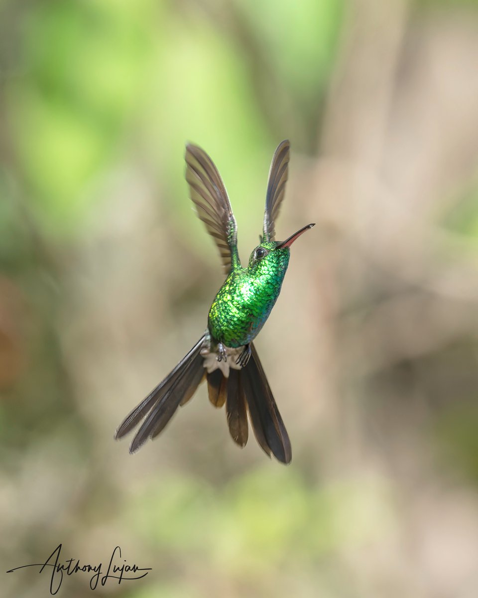 Cuban Emerald 'Zunzun' Riccordia ricordii IUCN status - Least Concern Sony A1 - Sony 600mm #CubanEmerald #Emerald #hummingbird #colibri #BeijaFlor #hummingbirds #earthcapture #zunzun #nature #natgeoyourshot #hummingbirdsofcuba #naturephotography #sonya1 #birdsonearth #birdin...