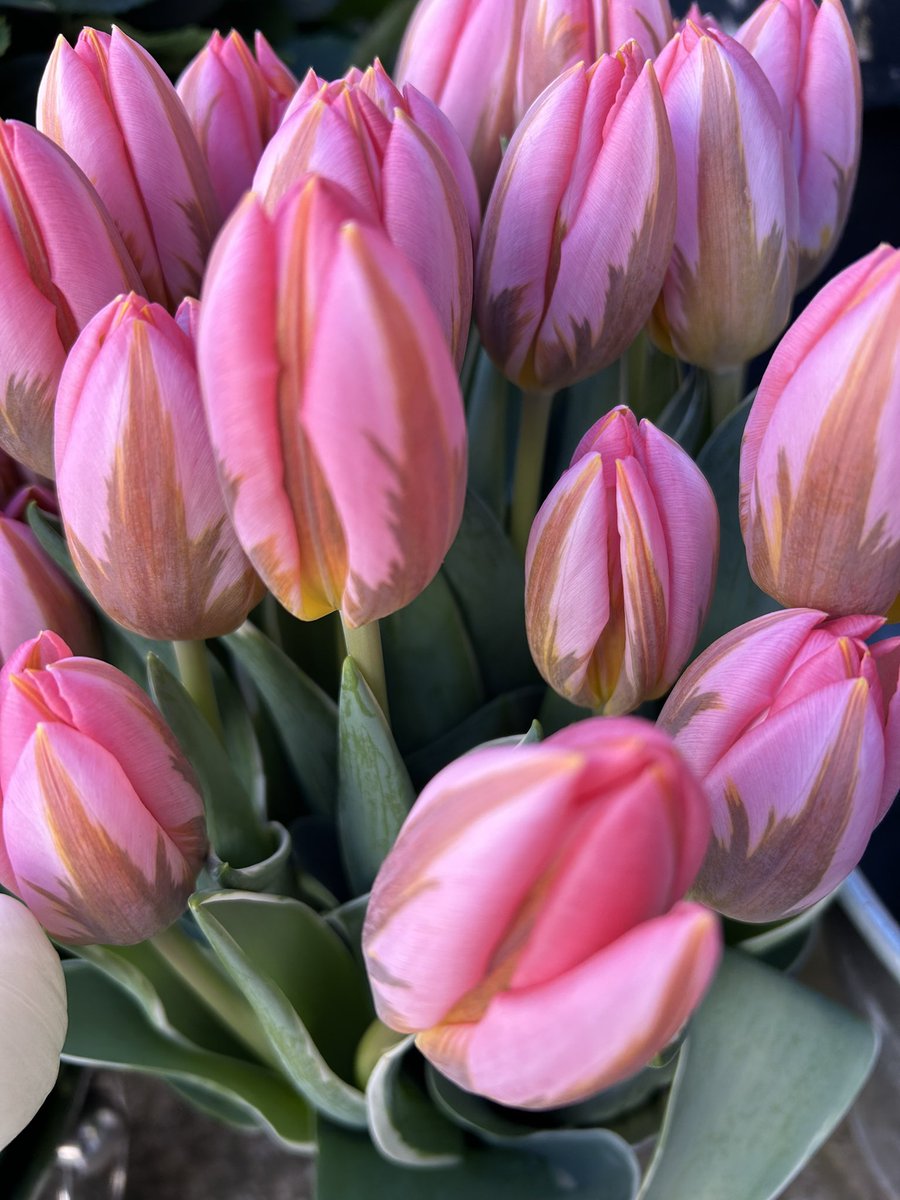 Stunning tulips 🌷 The perfect little bank holiday weekend treat. #flowers #tulips #shopsmall #shoplocal