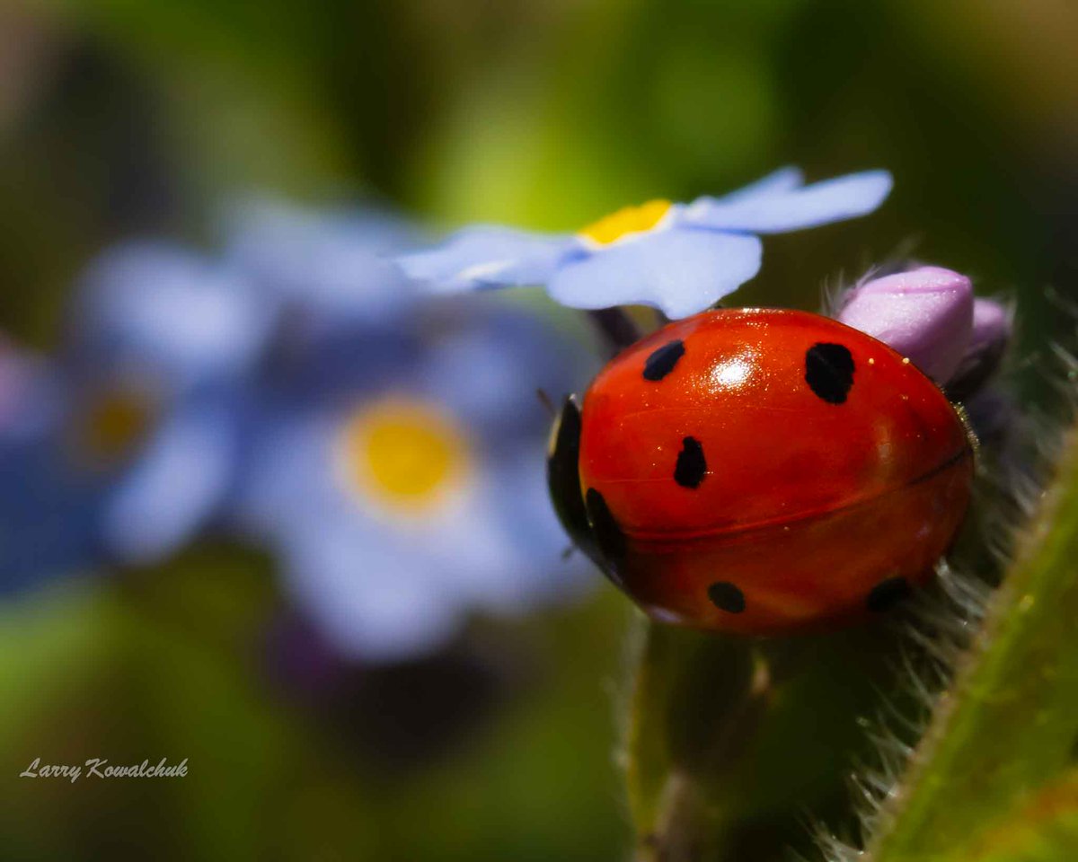 The Colours of Spring #ladybug #Macro #ForgetMeNots #NaturePhotography #NatureLover #Flowers #ThamesCentrePhotographer #Ontario