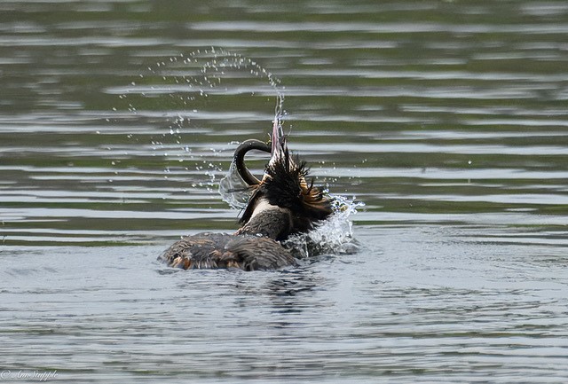 Ann, one of our volunteers, caught this great little sequence of a Great Crested Grebe having a tussle with an eel, according to Ann the Grebe got quite frustrated with its catch, you can see that in the final pic