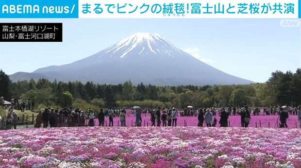 【満開】まるでピンクの絨毯、富士山と芝桜が共演 山梨
news.livedoor.com/article/detail…

「富士本栖湖リゾート」では「富士芝桜まつり」が開かれており、約1万5000平方メートルの敷地に7種類、50万株の芝桜が広がっている。芝桜の見ごろは、ゴールデンウィーク明けまで続くという。