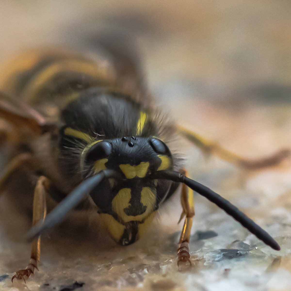 Will the Wasp @AMAZlNGNATURE @AntrimLens @angie_weather @barrabest @CamlakeCanvas @LoveBallymena