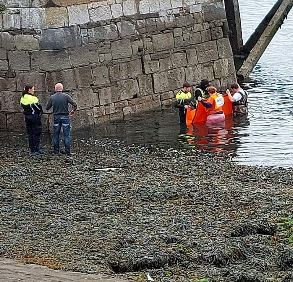 BABY DOLPHIN RESCUED IN COBH. Cobh Edition reports 'Gardai wanted to lift him but he lawyered up and they let him go.' Well done all.